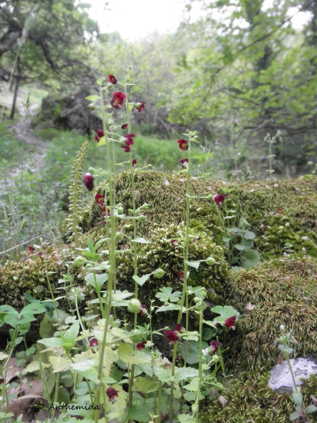 Scrophularia peregrina